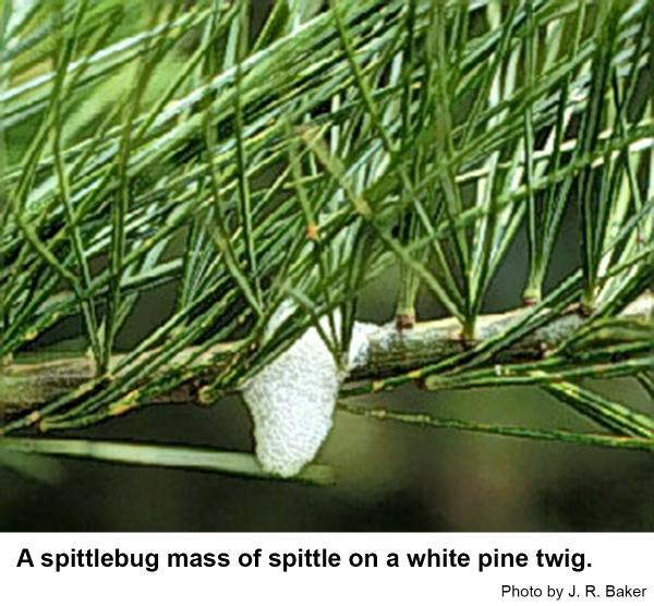 Pine spittlebug nymphs excrete an amazing amount of "spittle."